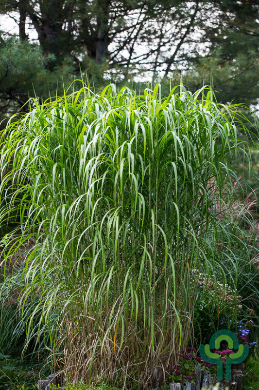 Prachtgras (Miscanthus giganteus)