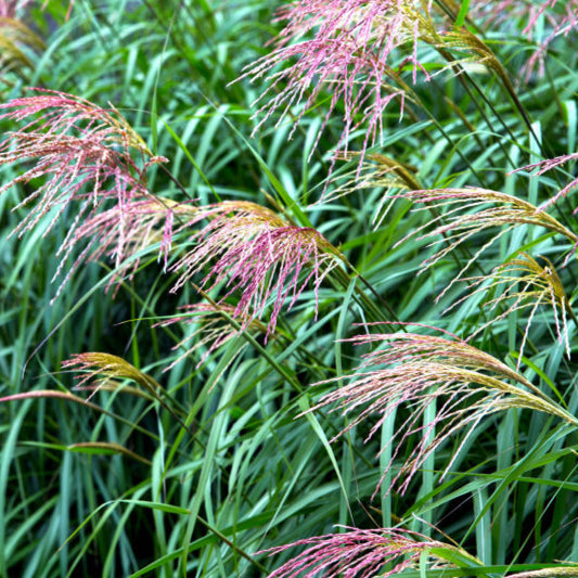 Prachtgras (Miscanthus sinensis) 'Flamingo'