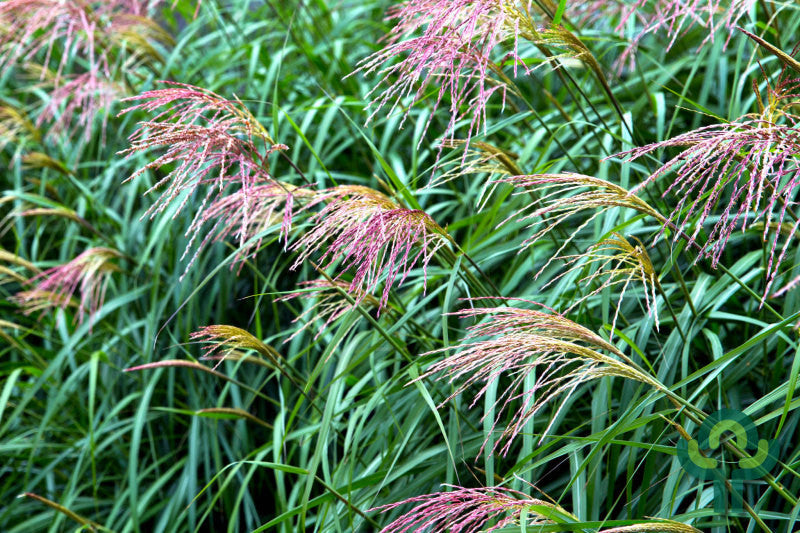 Prachtgras (Miscanthus sinensis) 'Flamingo'