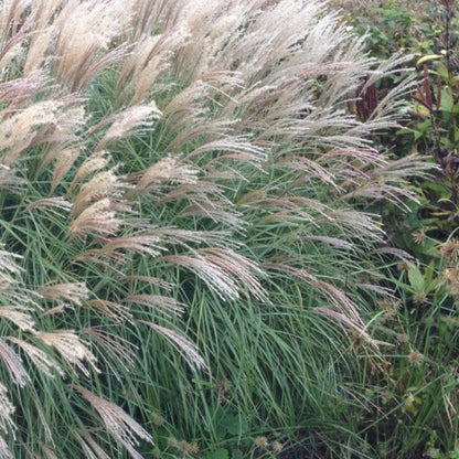 Prachtgras (Miscanthus sinensis) 'Kleine Silberspinne'