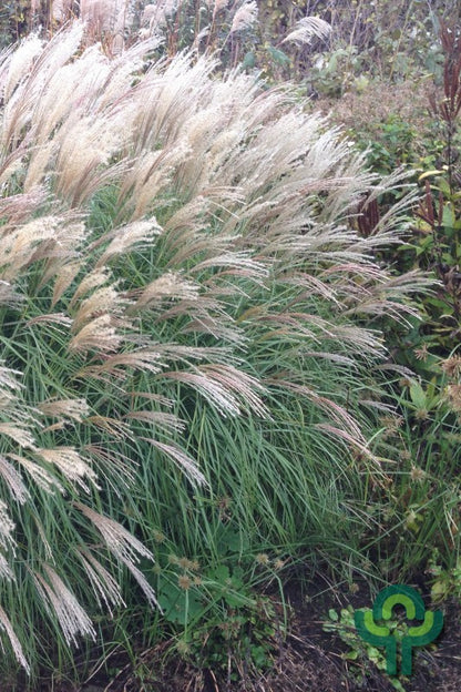 Prachtgras (Miscanthus sinensis) 'Kleine Silberspinne'