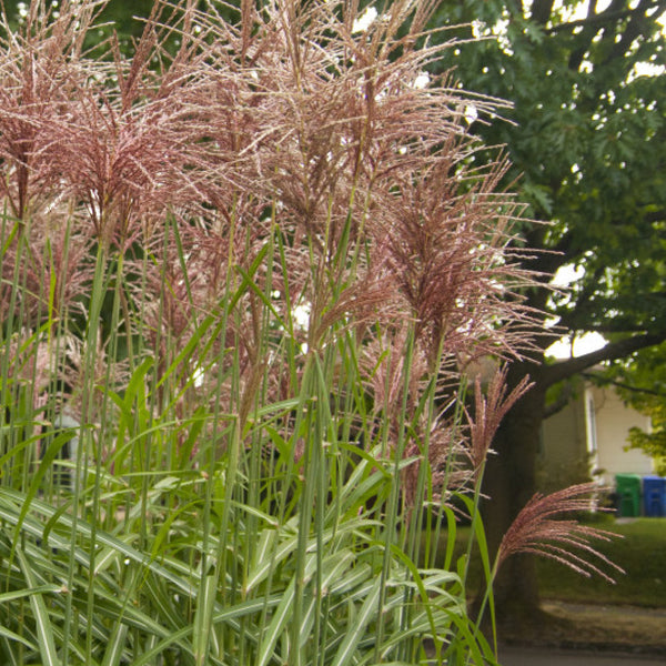 Prachtgras (Miscanthus sinensis) 'Malepartus'