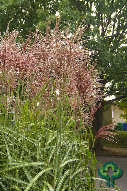 Prachtgras (Miscanthus sinensis) 'Malepartus'