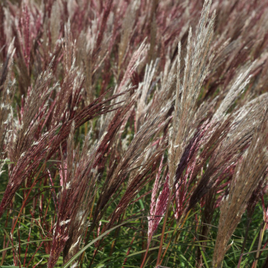 Prachtgras (Miscanthus sinensis) 'Red Chief'