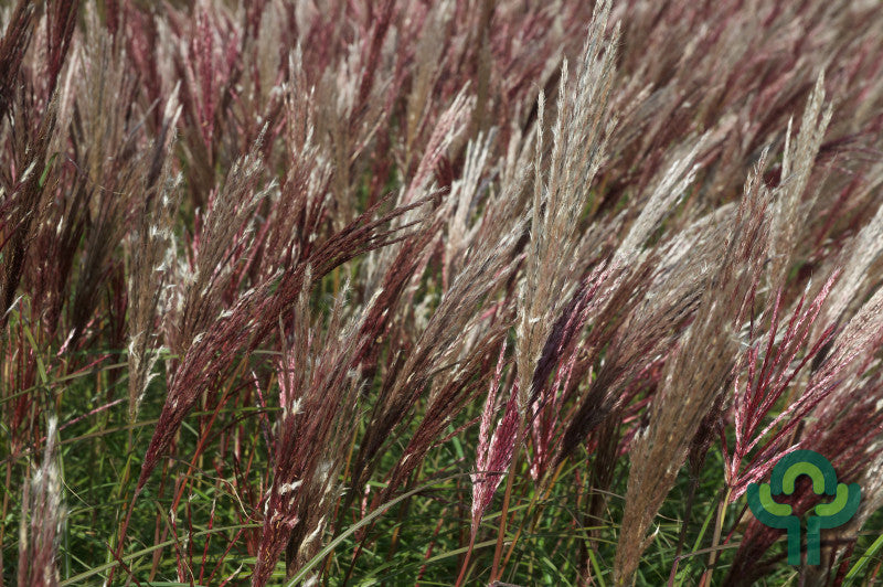 Prachtgras (Miscanthus sinensis) 'Red Chief'