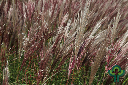 Prachtgras (Miscanthus sinensis) 'Red Chief'