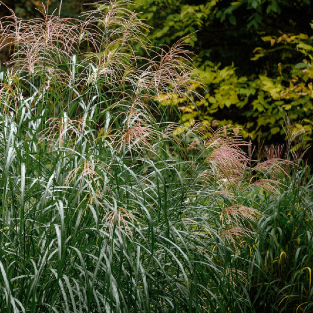 Prachtgras (Miscanthus sinensis) 'Silberfeder'