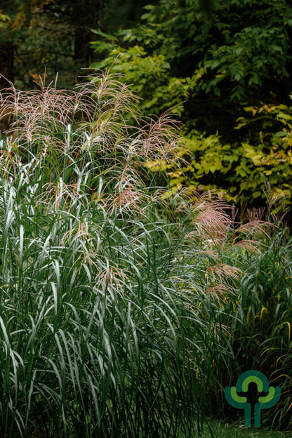 Prachtgras (Miscanthus sinensis) 'Silberfeder'