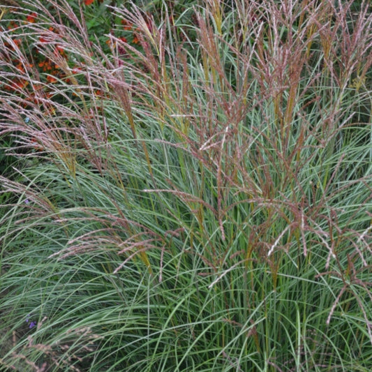 Prachtgras (Miscanthus sinensis) 'Yakushima Dwarf'
