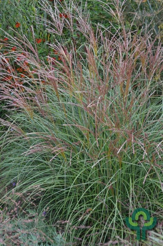 Prachtgras (Miscanthus sinensis) 'Yakushima Dwarf'