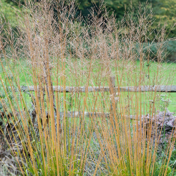 Pijpenstrootje (Molinia arundinacea) 'Transparent'
