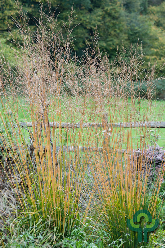 Pijpenstrootje (Molinia arundinacea) 'Transparent'