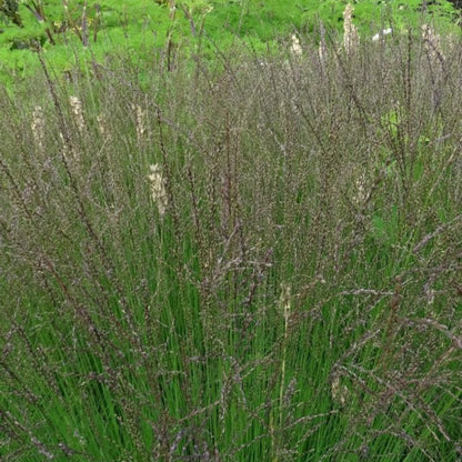 Pijpenstrootje (Molinia caerulea) 'Edith Dudszus'