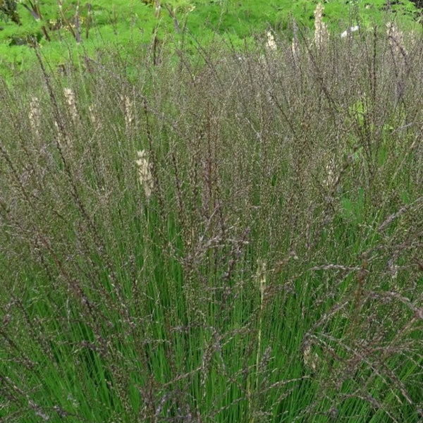 Pijpenstrootje (Molinia caerulea) 'Edith Dudszus'