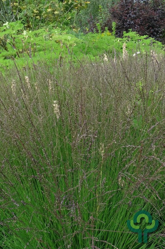 Pijpenstrootje (Molinia caerulea) 'Edith Dudszus'