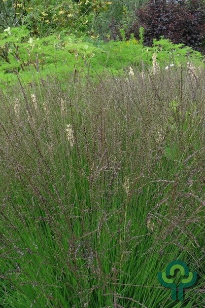 Pijpenstrootje (Molinia caerulea) 'Edith Dudszus'