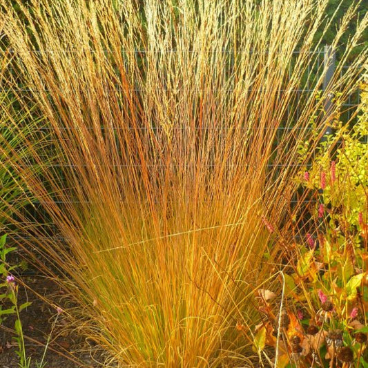 Pijpenstrootje (Molinia caerulea) 'Heidebraut'