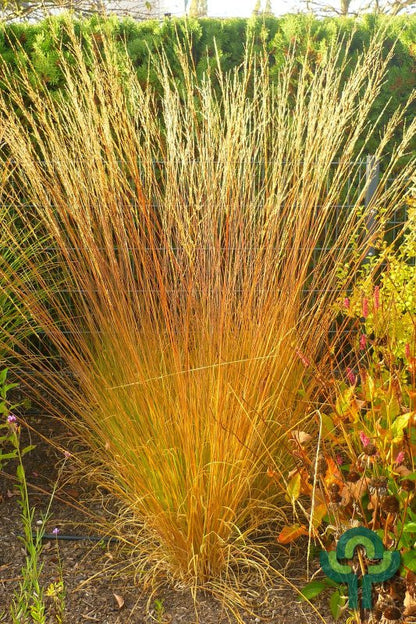 Pijpenstrootje (Molinia caerulea) 'Heidebraut'