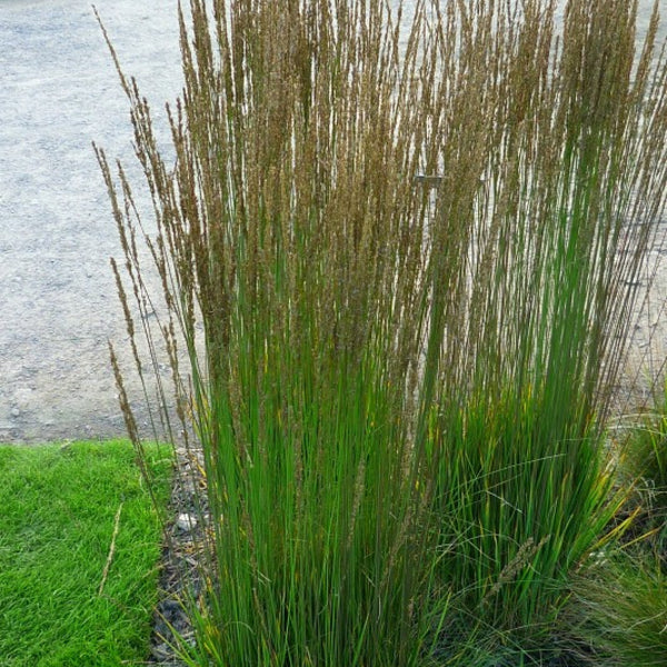 Pijpenstrootje (Molinia caerulea) 'Moorhexe'
