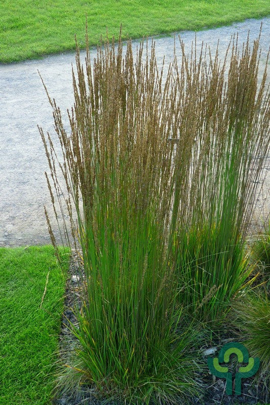 Pijpenstrootje (Molinia caerulea) 'Moorhexe'