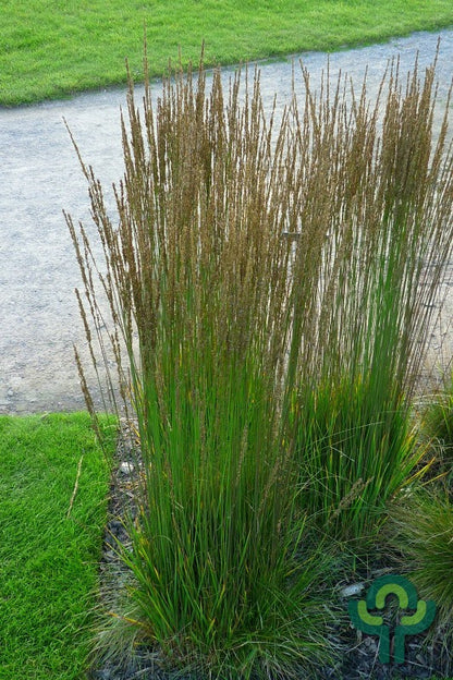 Pijpenstrootje (Molinia caerulea) 'Moorhexe'