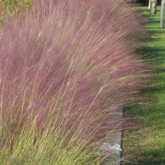 Muhlenbergia capillaris