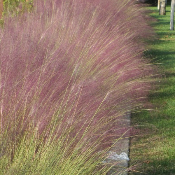 Muhlenbergia capillaris