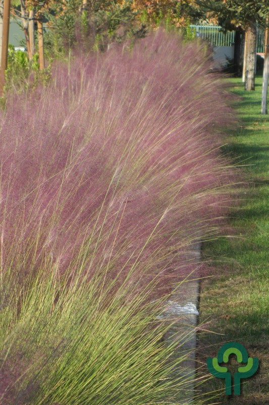 Muhlenbergia capillaris