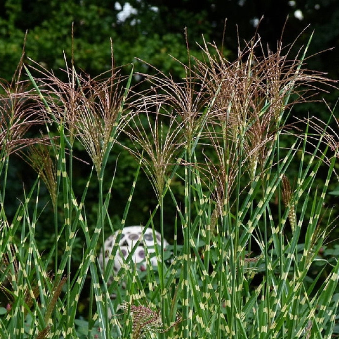 Prachtgras (Miscanthus sinensis) 'Strictus'
