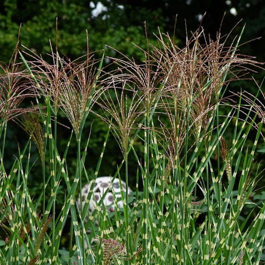 Prachtgras (Miscanthus sinensis) 'Strictus'
