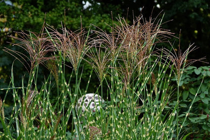 Prachtgras (Miscanthus sinensis) 'Strictus'