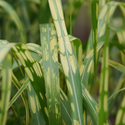 Prachtgras (Miscanthus giganteus) 'Alligator' (= 'Lottum')