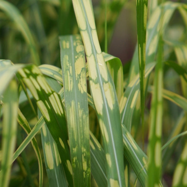 Prachtgras (Miscanthus giganteus) 'Alligator' (= 'Lottum')