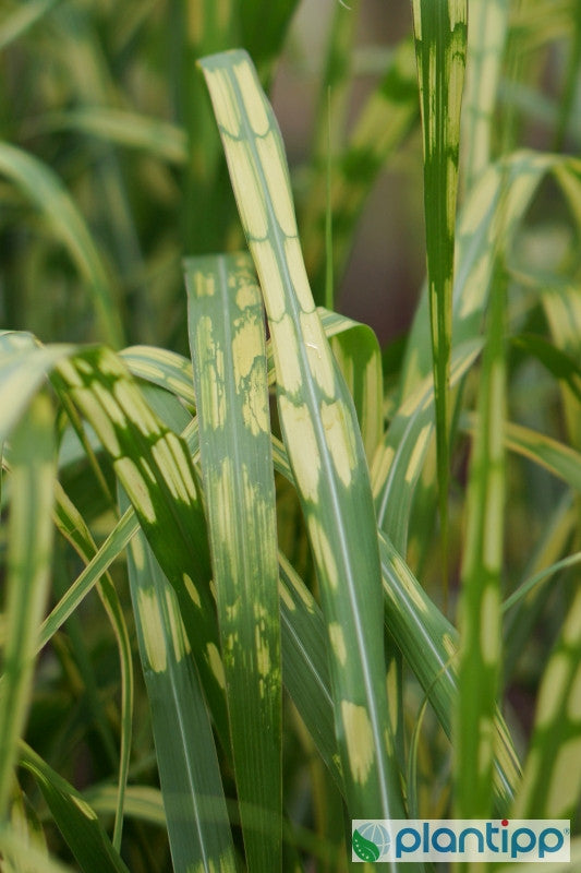 Prachtgras (Miscanthus giganteus) 'Alligator' (= 'Lottum')