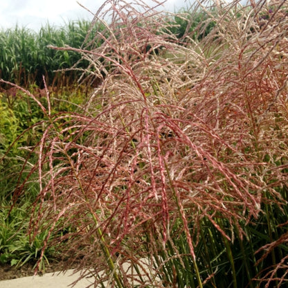 Prachtgras (Miscanthus sinensis) 'Pink Cloud'