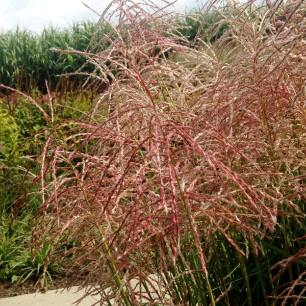 Prachtgras (Miscanthus sinensis) 'Pink Cloud'