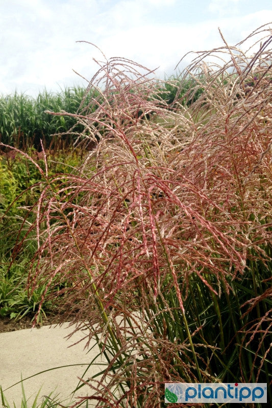 Prachtgras (Miscanthus sinensis) 'Pink Cloud'