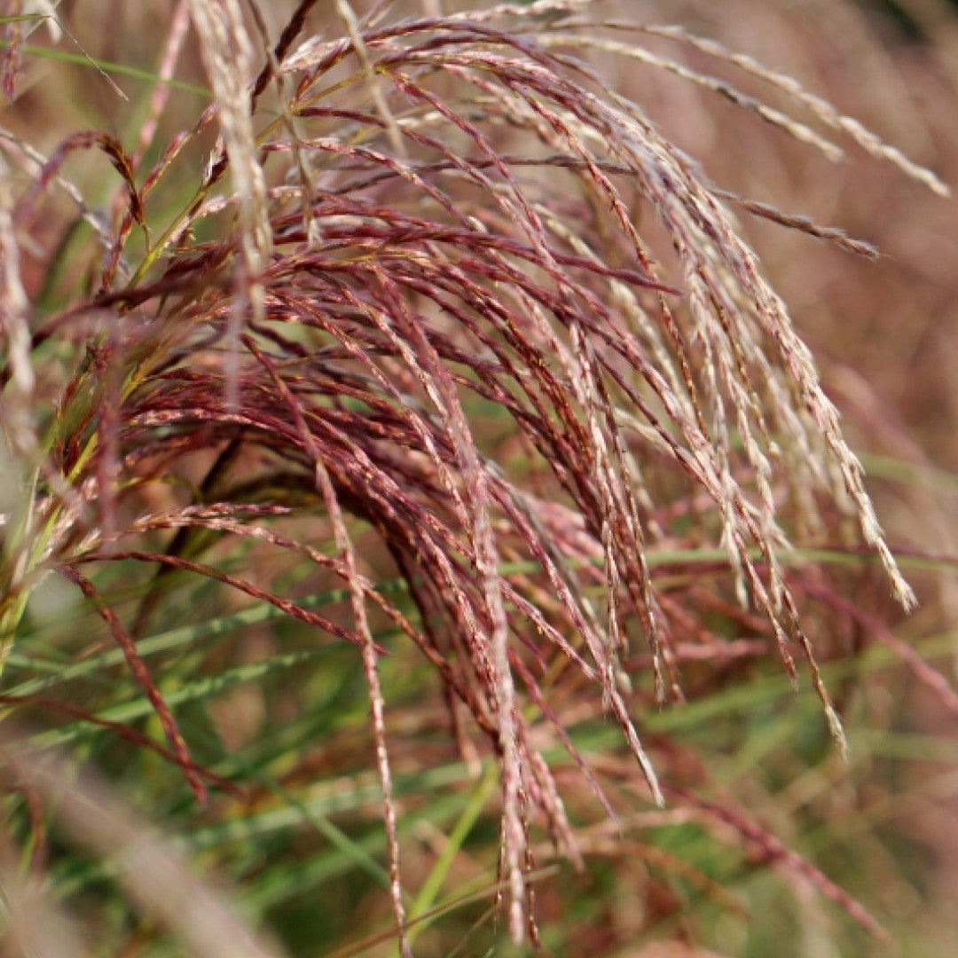 Prachtgras (Miscanthus sinensis) 'Red Cloud' ®