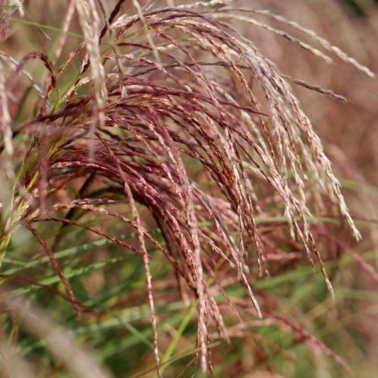 Prachtgras (Miscanthus sinensis) 'Red Cloud' ®