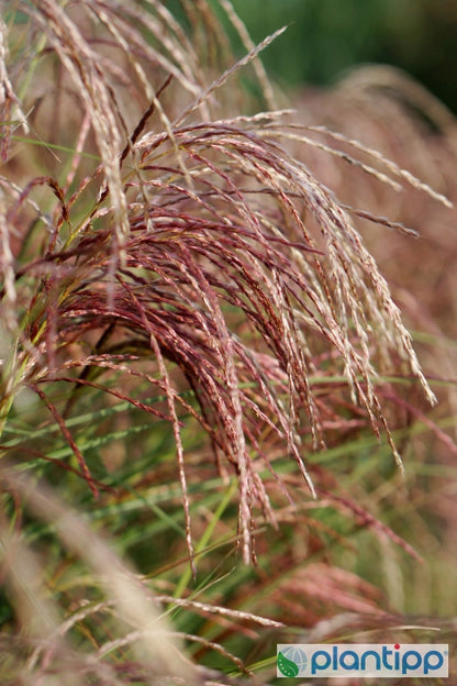 Prachtgras (Miscanthus sinensis) 'Red Cloud' ®