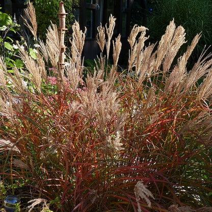 Prachtgras (Miscanthus sinensis) 'Ferner Osten'