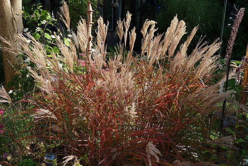 Prachtgras (Miscanthus sinensis) 'Ferner Osten'