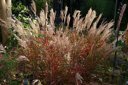 Prachtgras (Miscanthus sinensis) 'Ferner Osten'