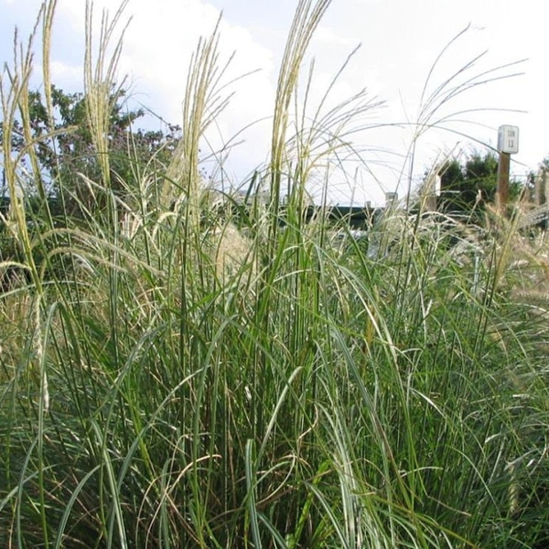 Prachtgras (Miscanthus sinensis) 'Adagio'