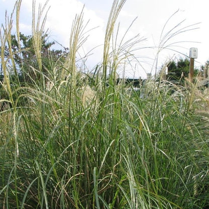 Prachtgras (Miscanthus sinensis) 'Adagio'