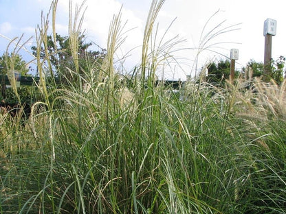 Prachtgras (Miscanthus sinensis) 'Adagio'