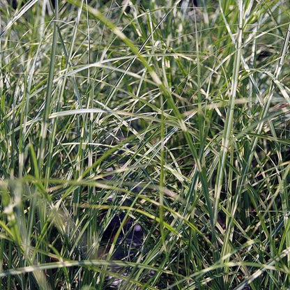 Prachtgras (Miscanthus sinensis) 'Little Zebra'