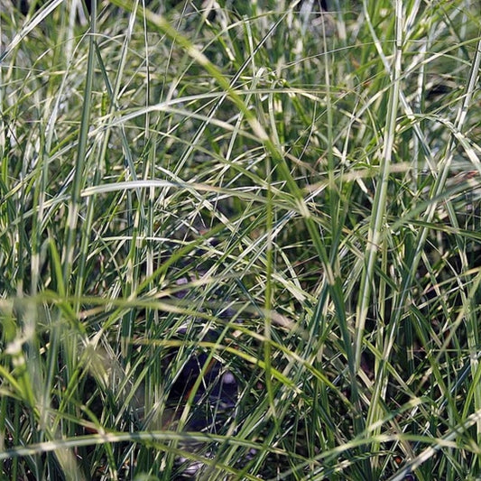Prachtgras (Miscanthus sinensis) 'Little Zebra'