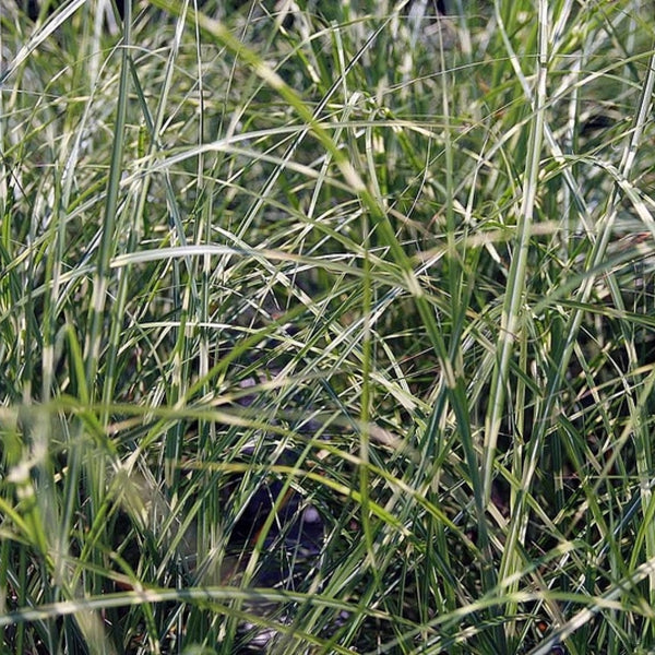 Prachtgras (Miscanthus sinensis) 'Little Zebra'