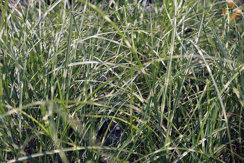 Prachtgras (Miscanthus sinensis) 'Little Zebra'